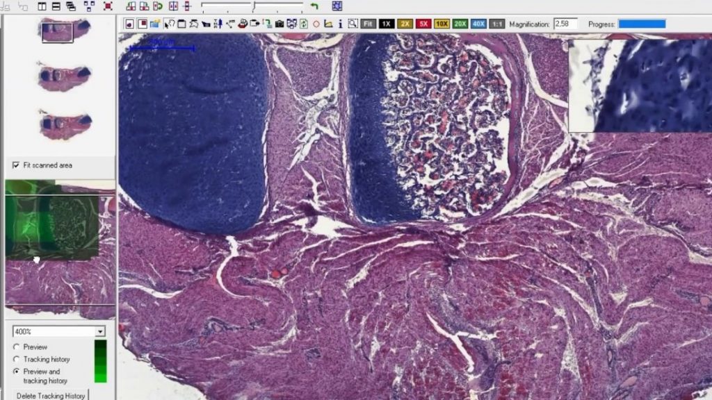 Histo slide 1.jpg